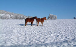 winter_pferde.jpg